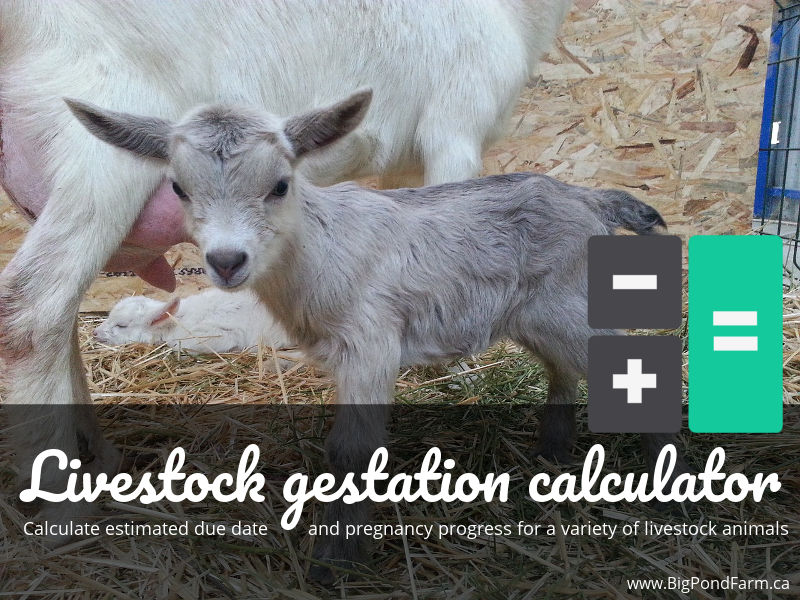 Livestock gestation calculator
