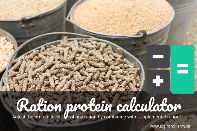 Protein ration calculator for livestock